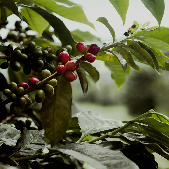 Arabica vs. Robusta oder auch: Welche Kaffeesorten gibt es?