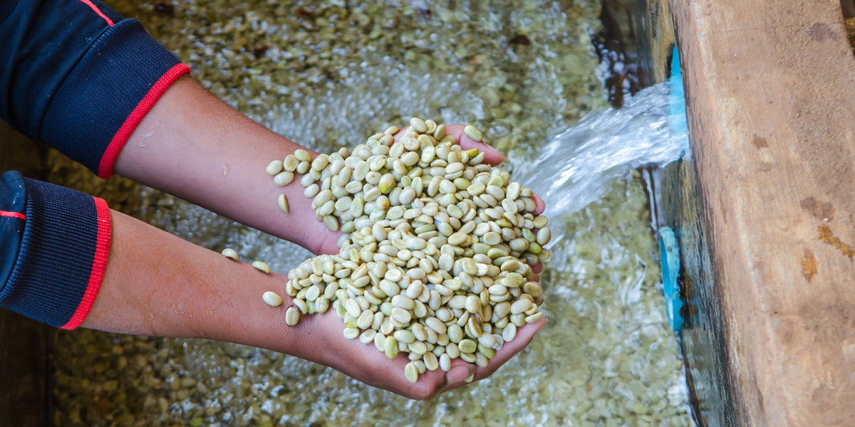 Kaffeebohnen werden gewaschen